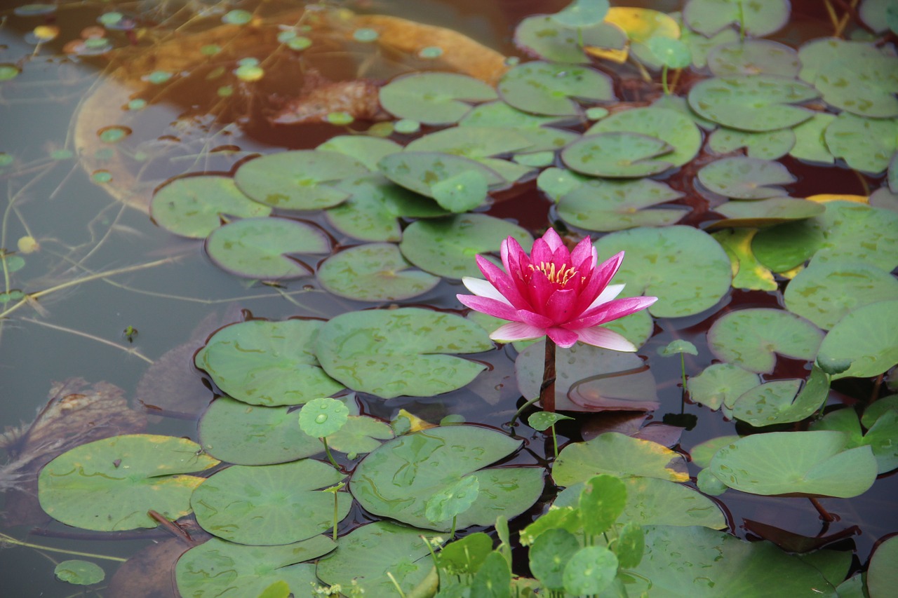 water lilies flowering beautiful free photo