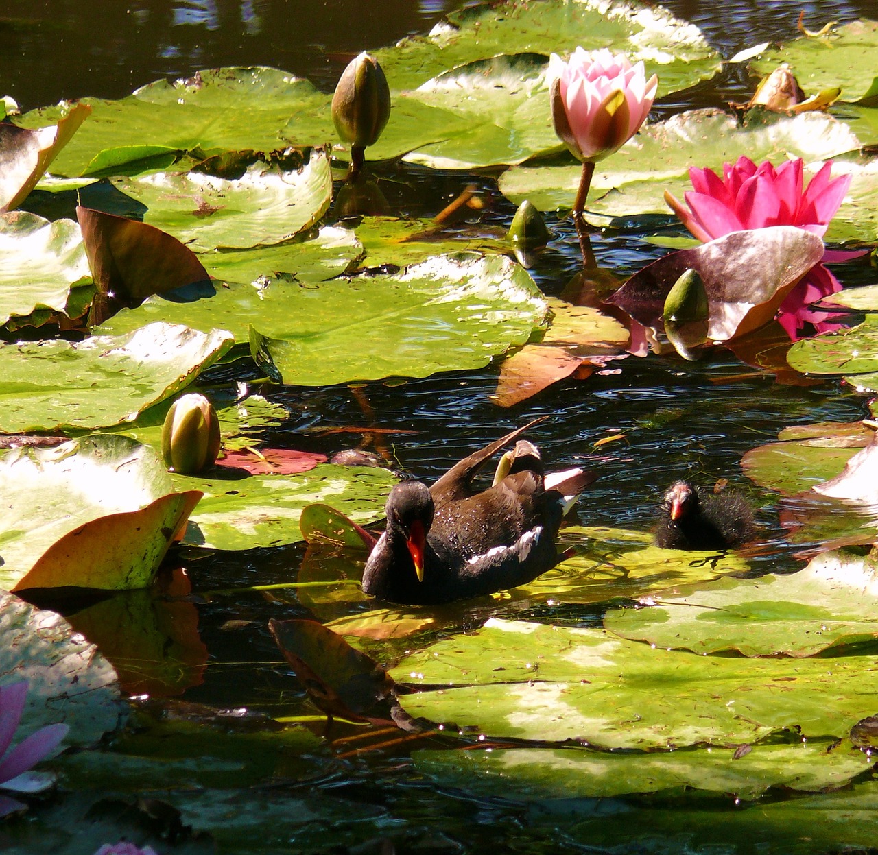 water lilies lilies water free photo
