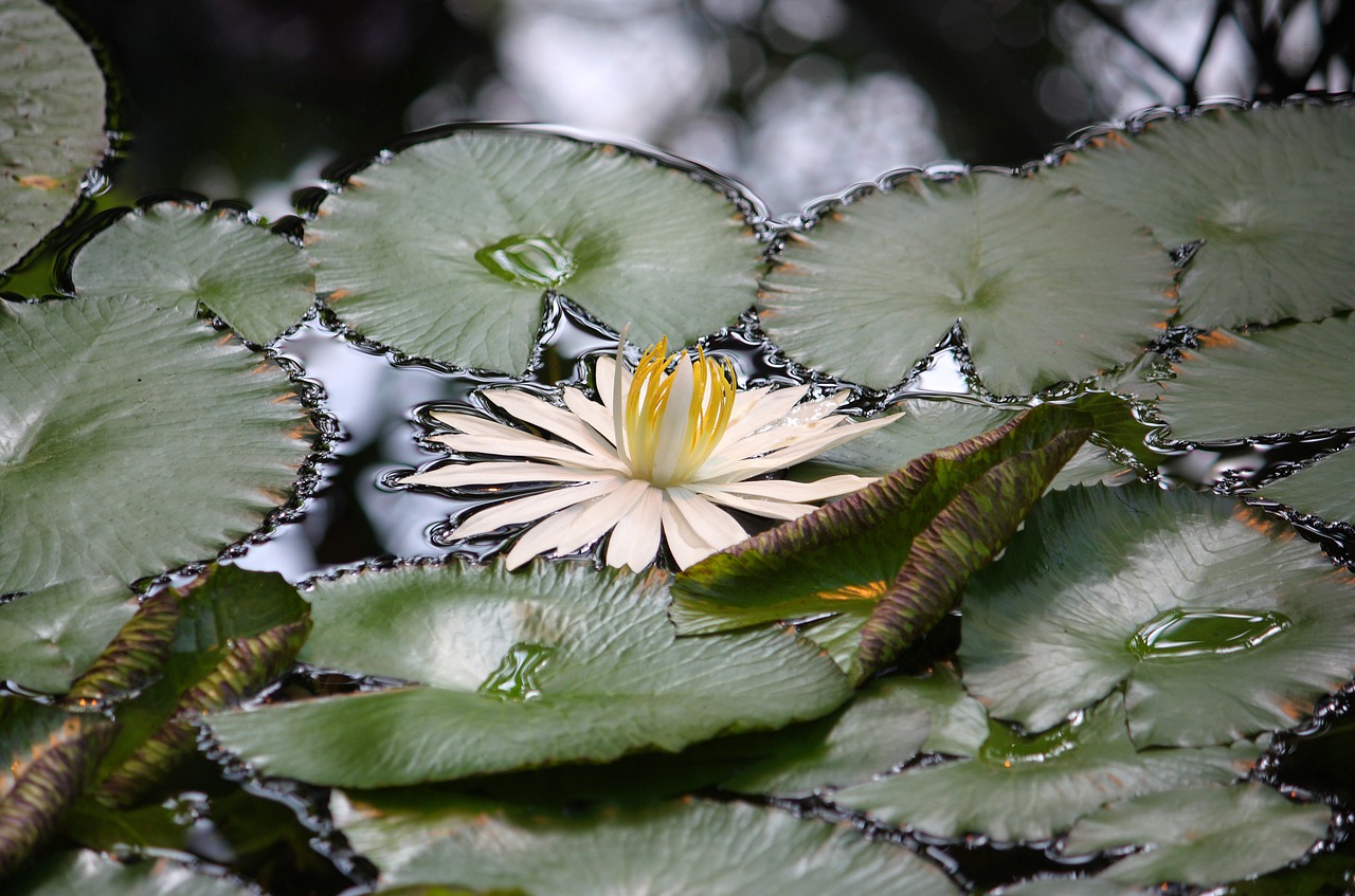 water lilies water lake free photo