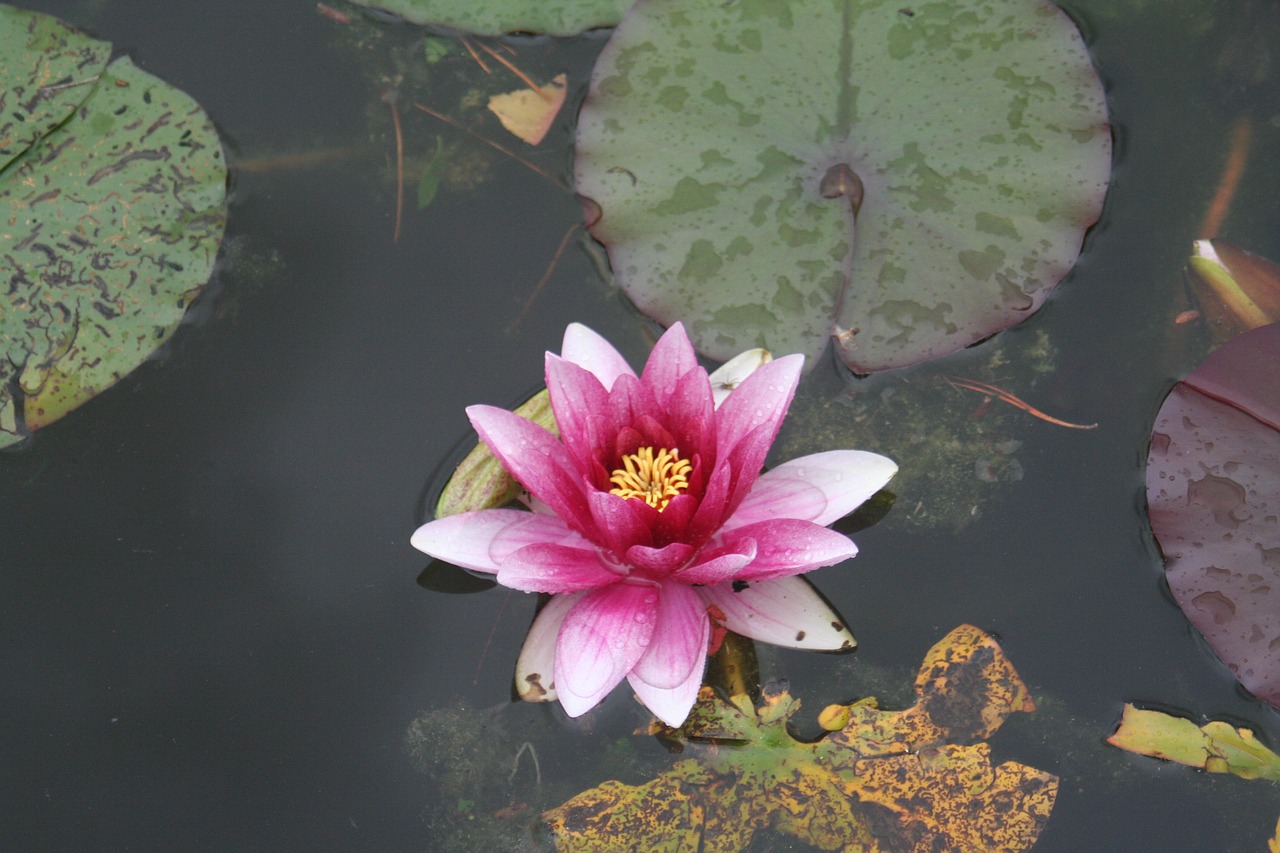 water lilies water beauty free photo