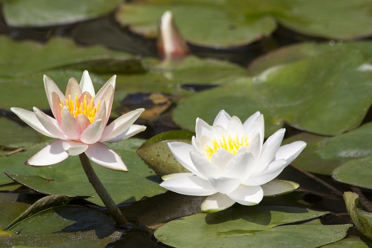 water lilies nymphaea lake rose free photo