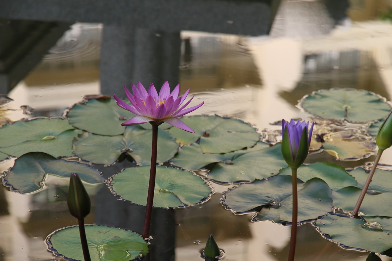 water lilies flower plant free photo