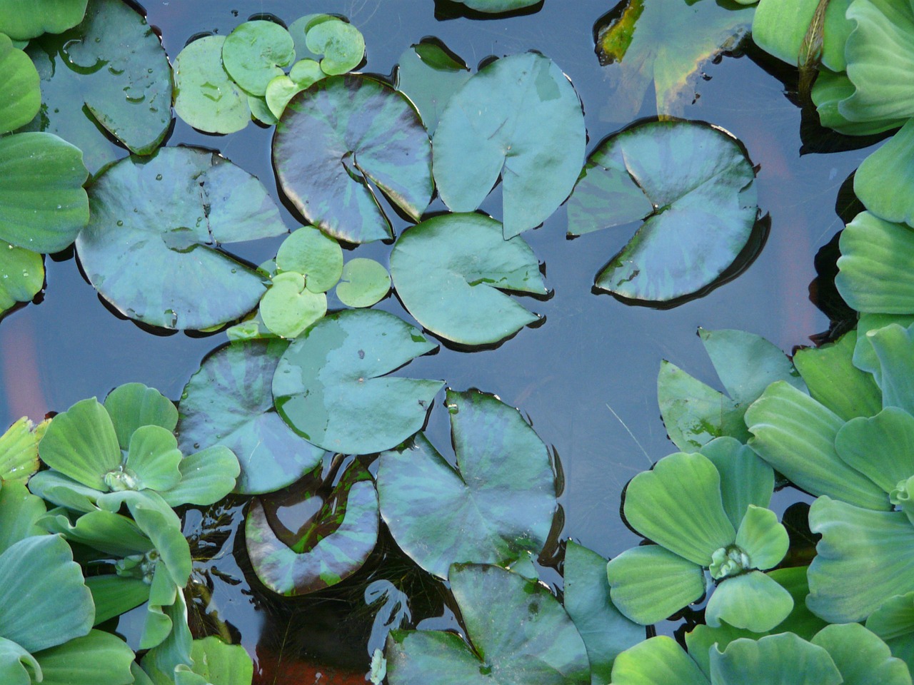 water lilies flowers pond free photo