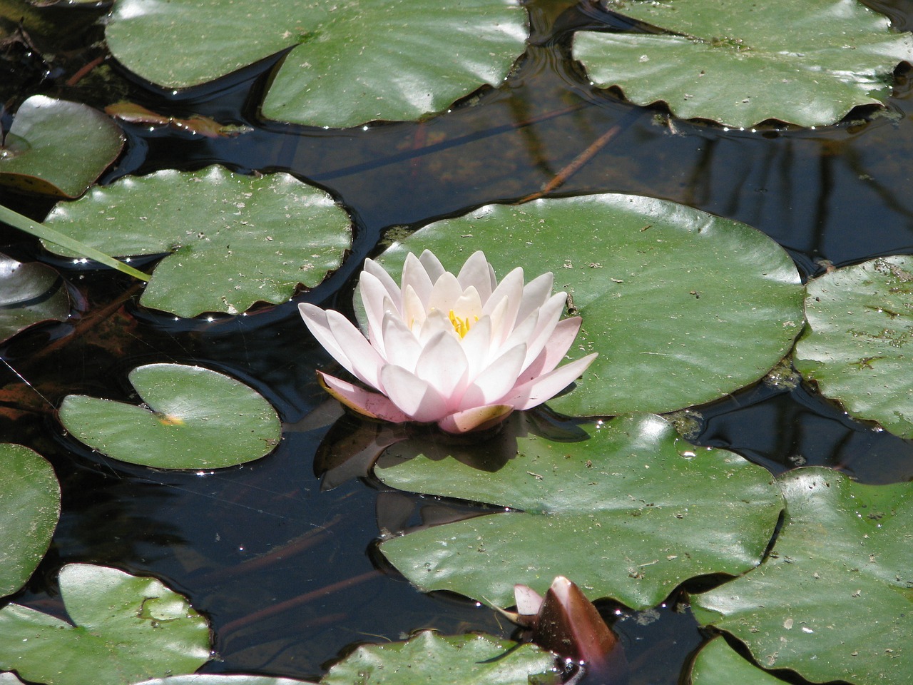 water lilies nature flower free photo