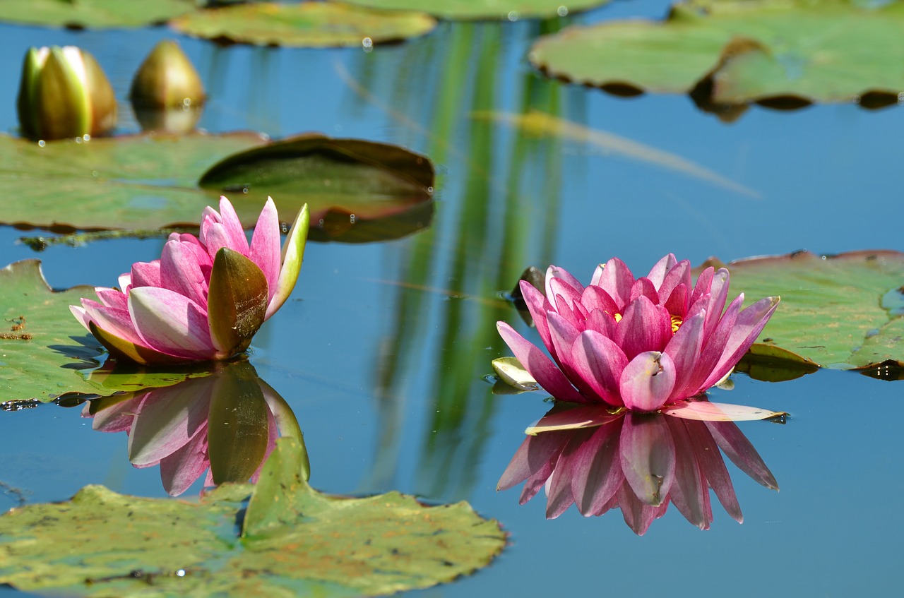 water lilies pond aquatic plant free photo