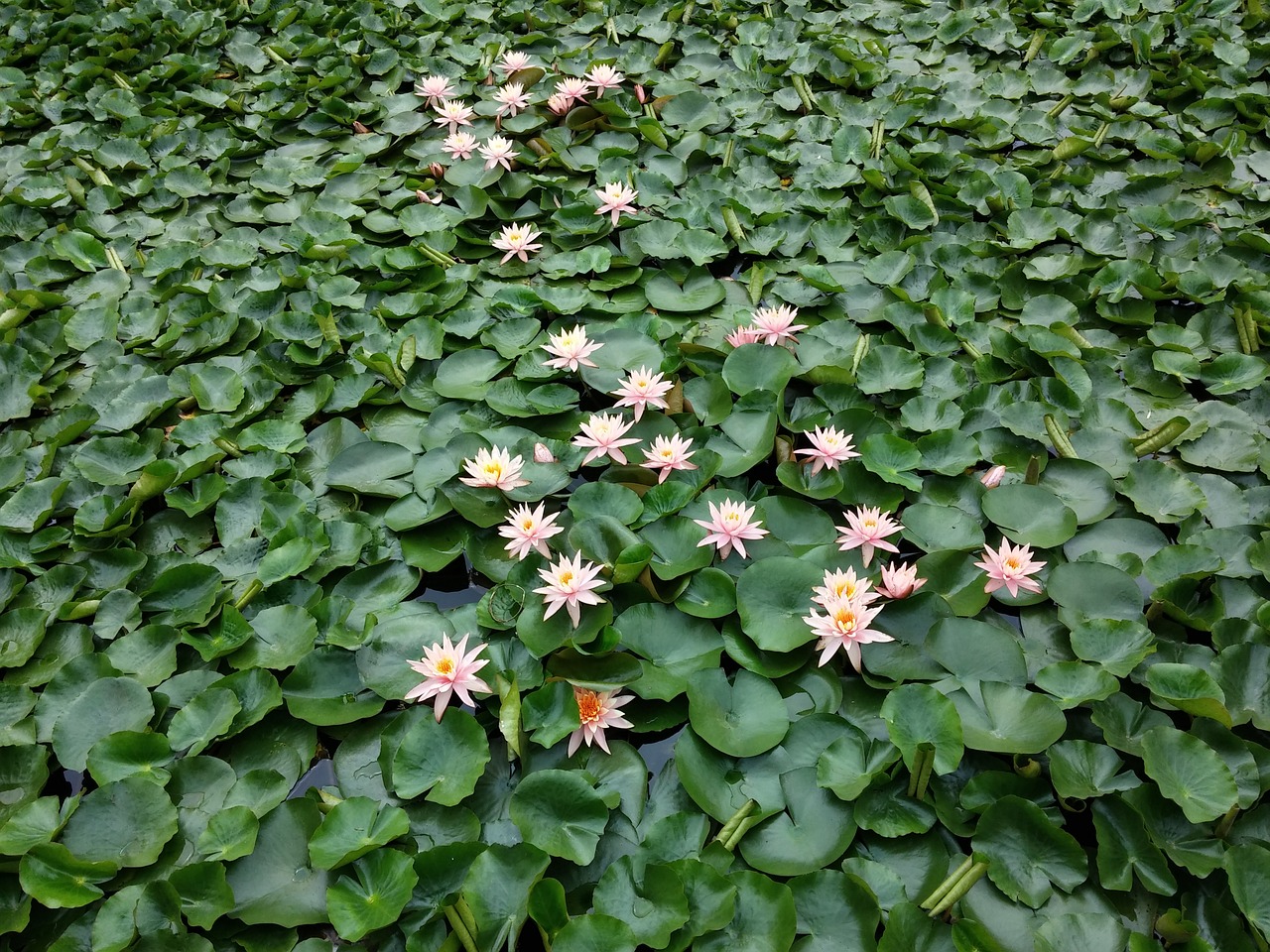 water lilies plant the scenery free photo