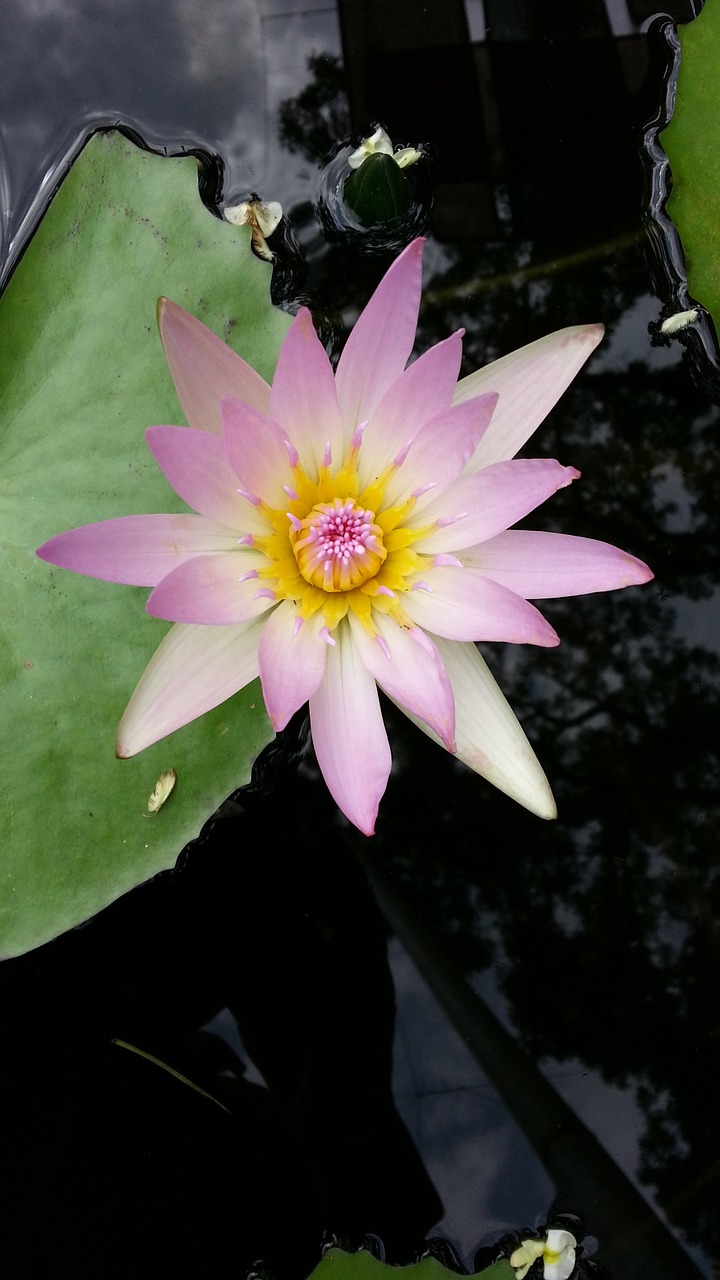 water lilies lotus plants free photo