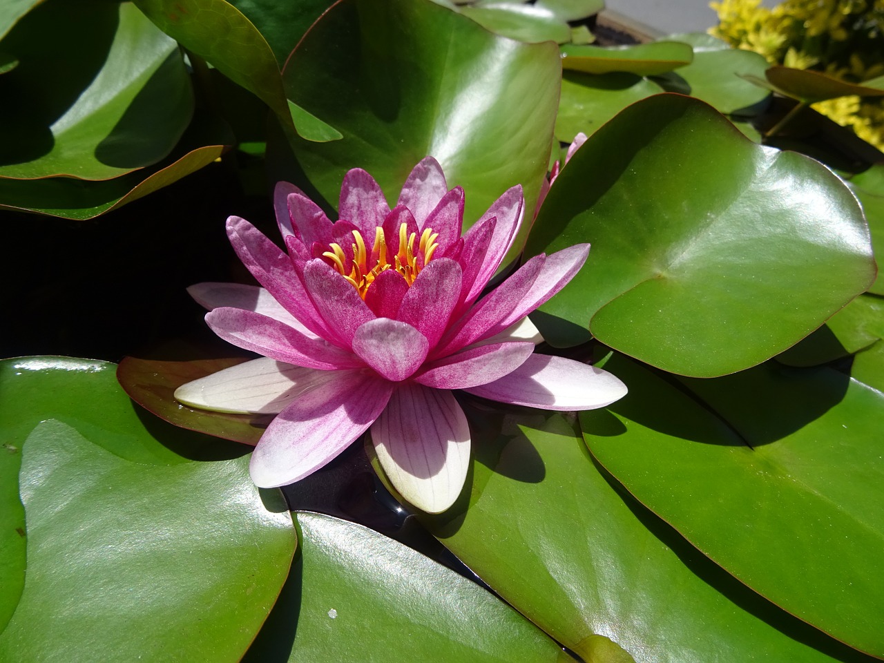 water lilies lotus free pictures free photo