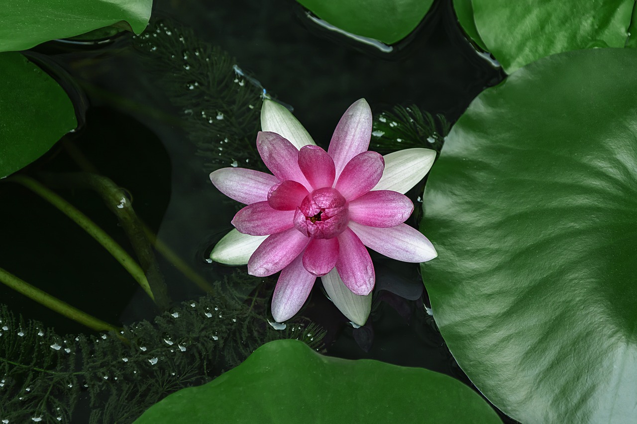 water lilies lotus aquatic plants free photo