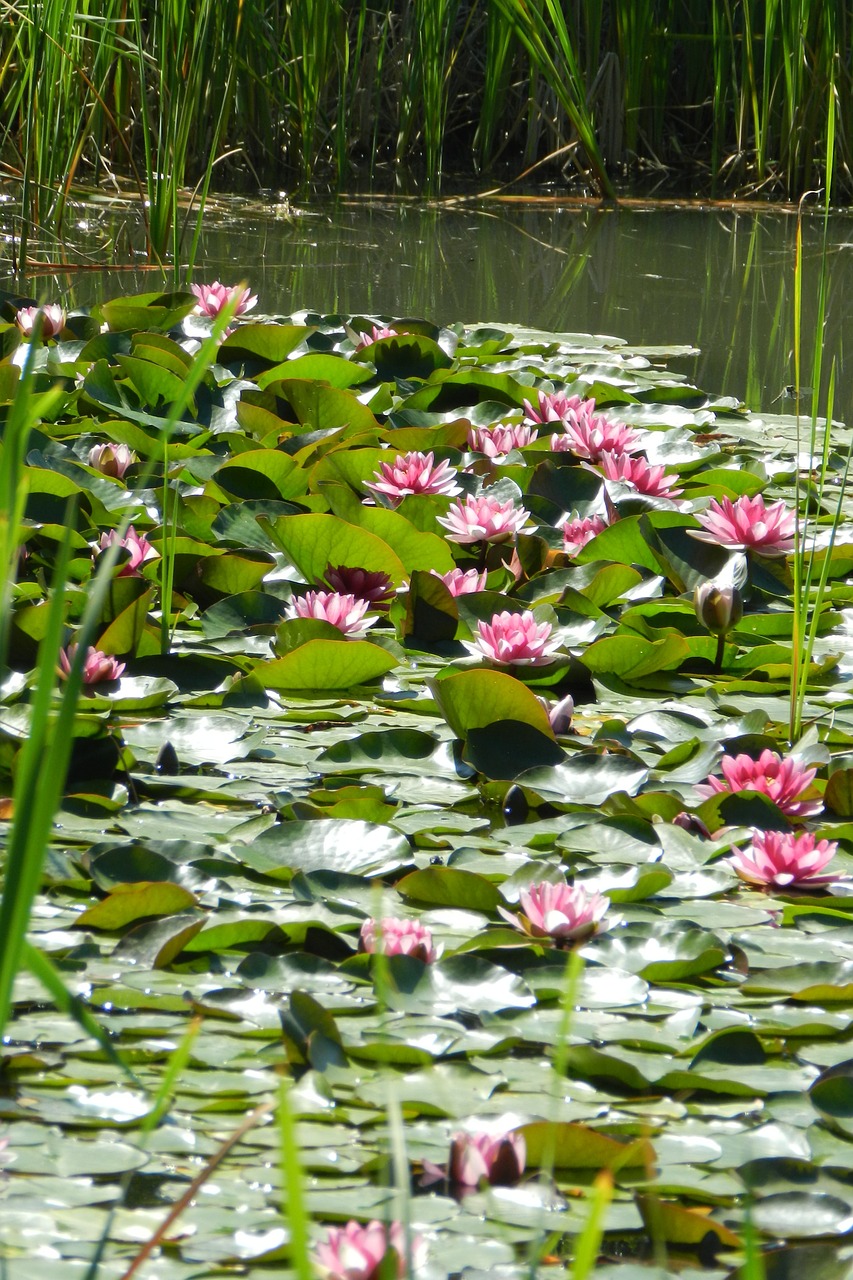 water lilies pink flowers free photo