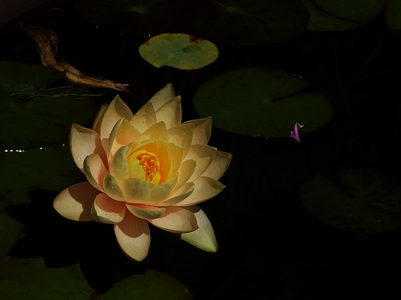 water lilies lotus kite free photo
