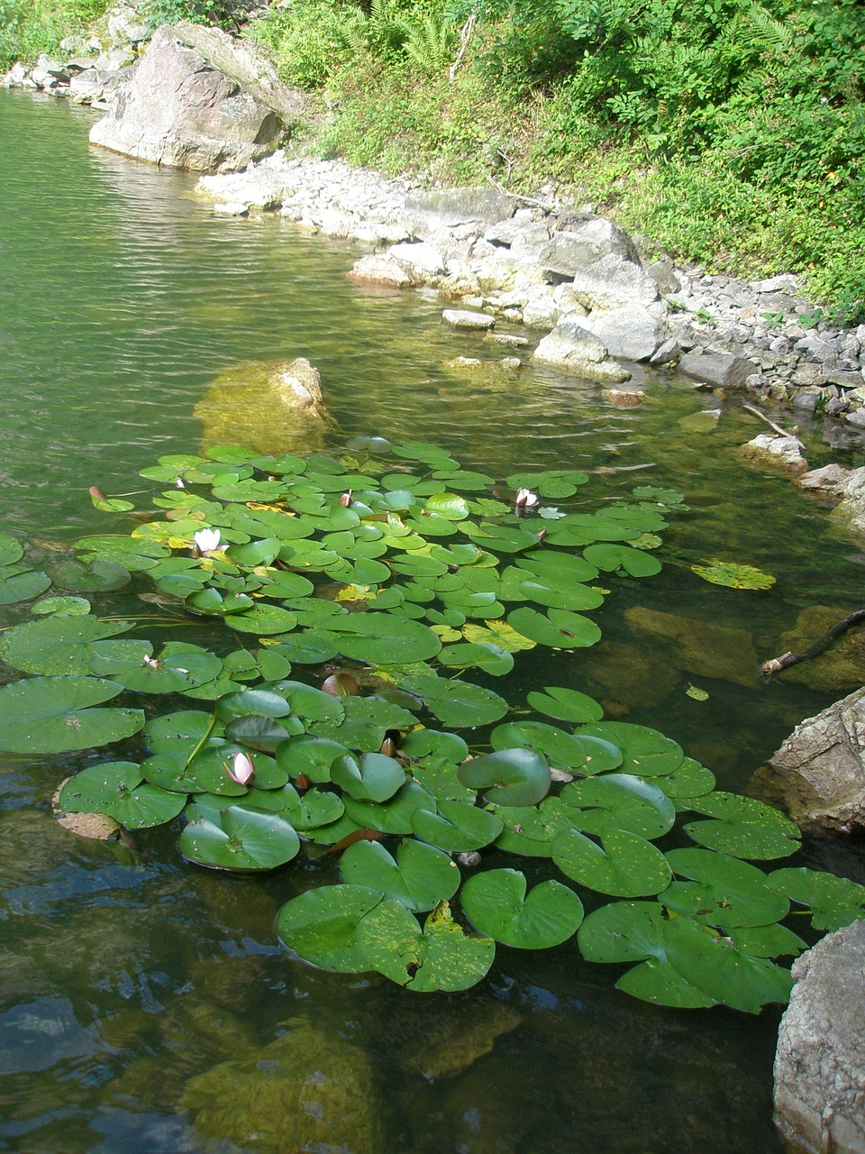 water lilies quarry baden baden free photo