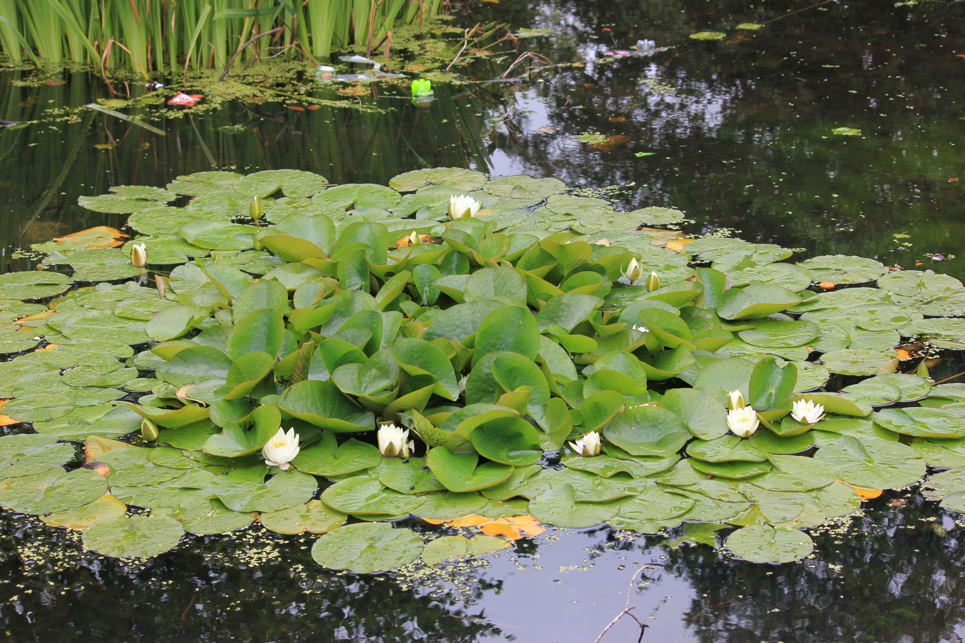 water lilies lilies water free photo