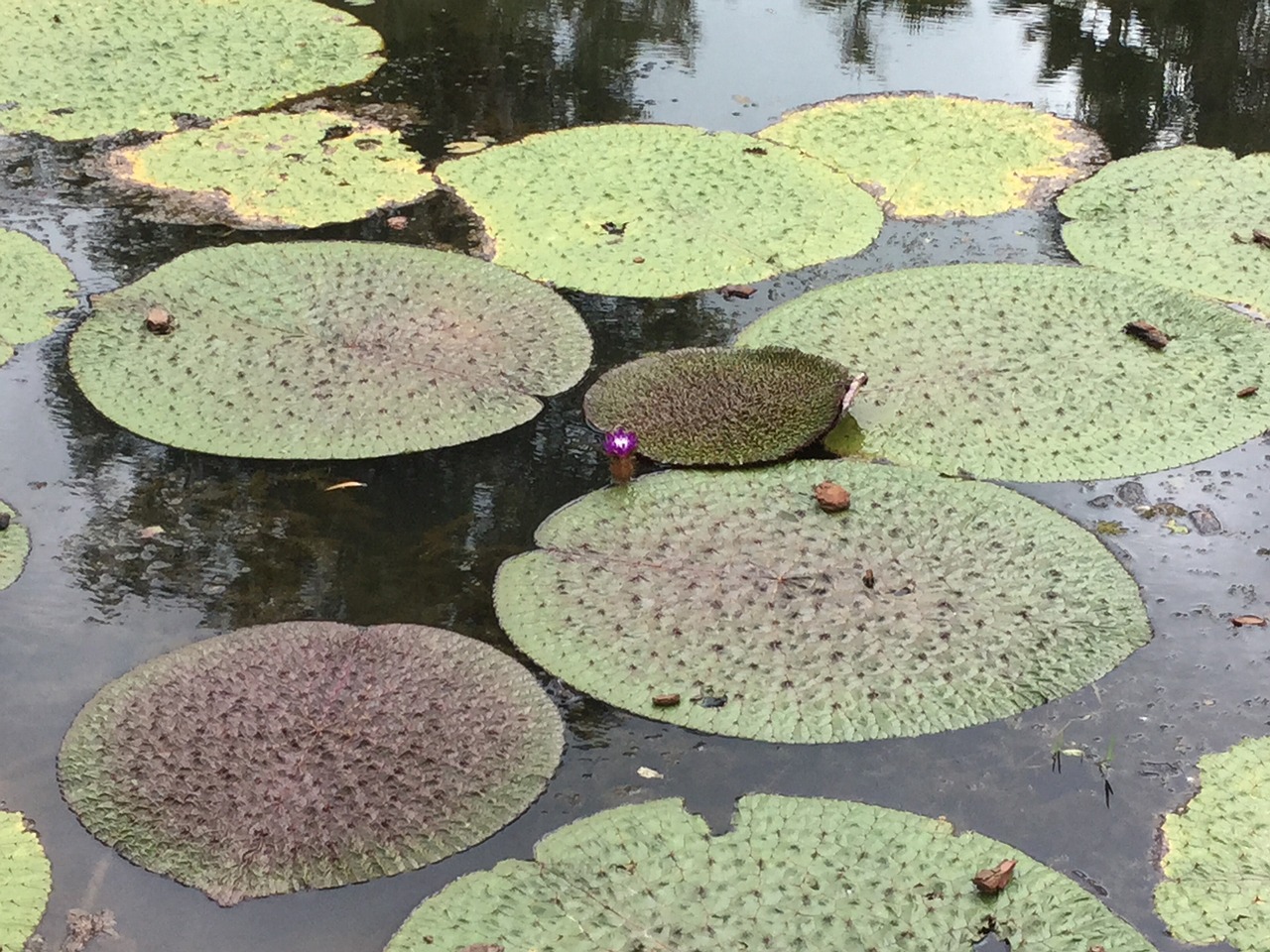 water lillies pond exotic free photo