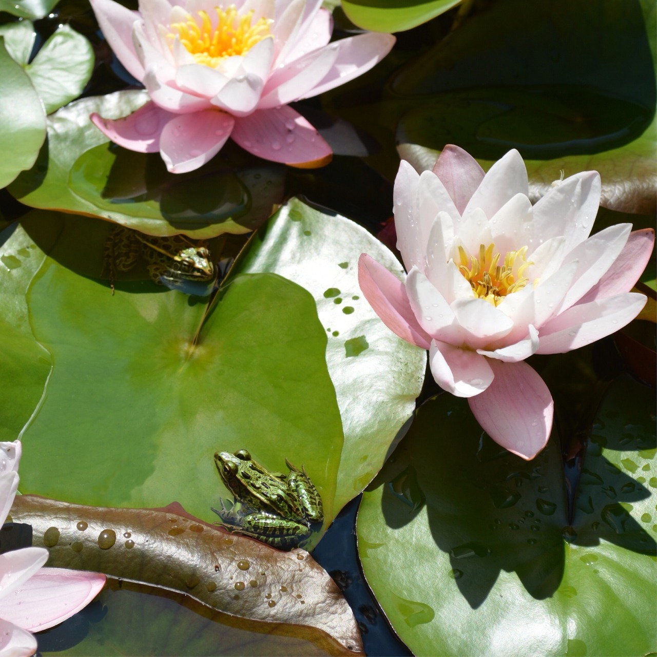 water lillies water lilly nature free photo