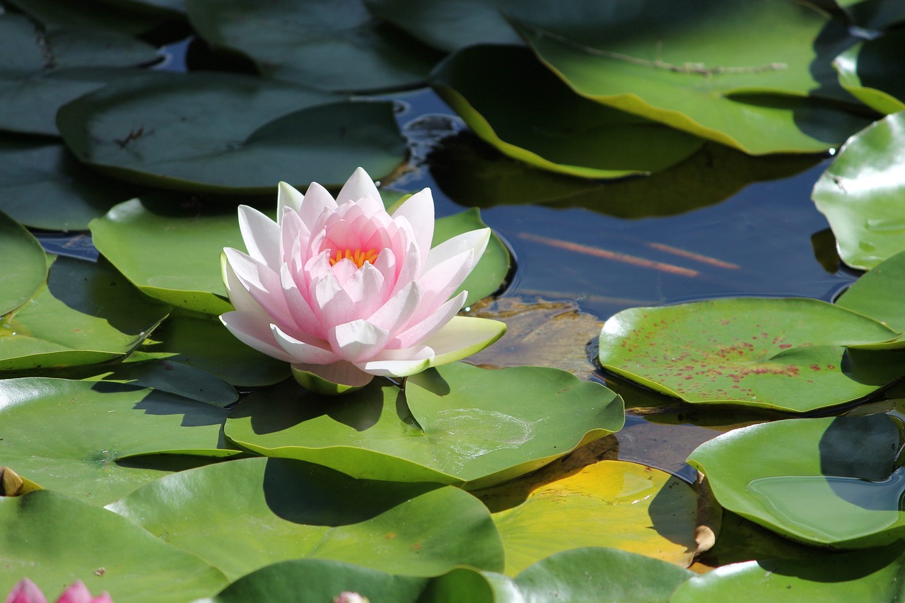 water lilly flower water free photo