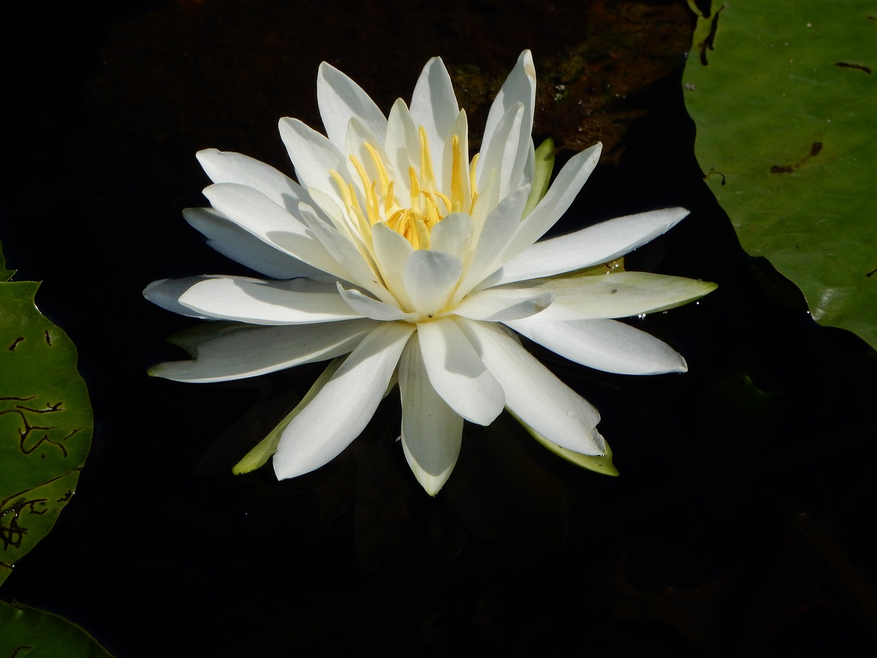 water lilly lily water free photo