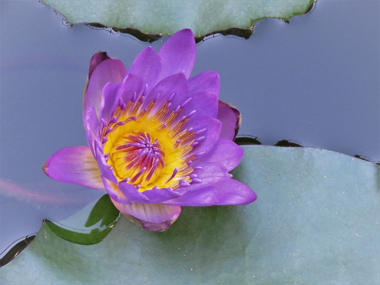 water lilly blue yellow free photo