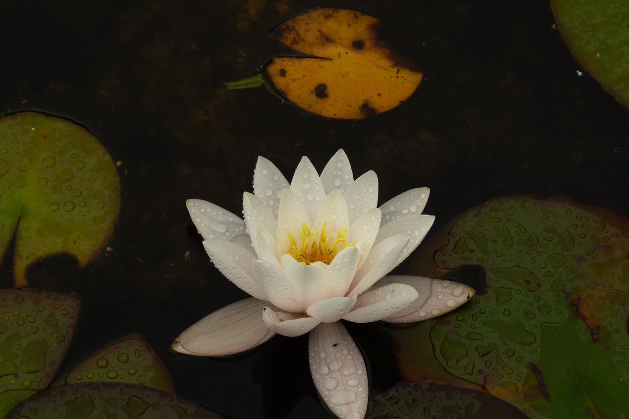 water lilly  white  pond free photo