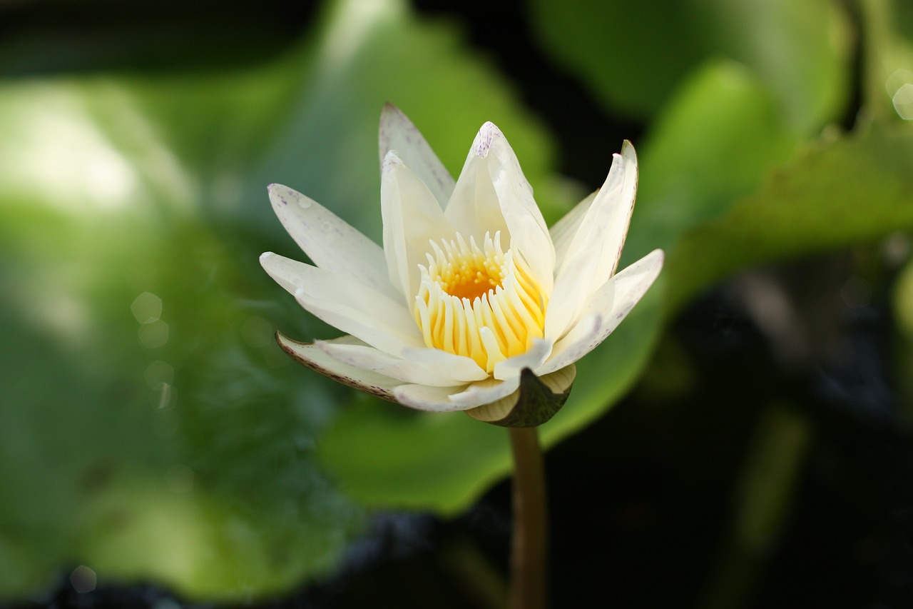 water lilly  aquatic plant  bloom free photo