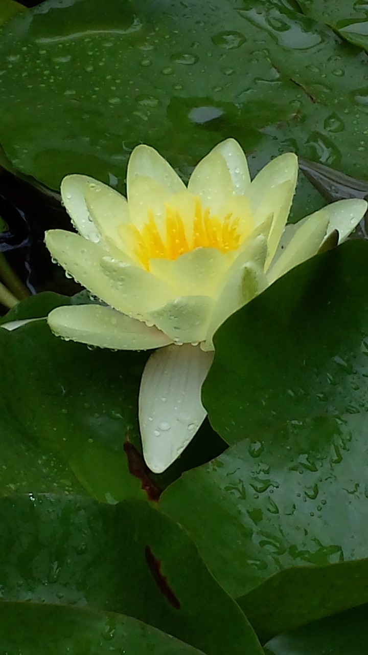 water lilly pond floral free photo