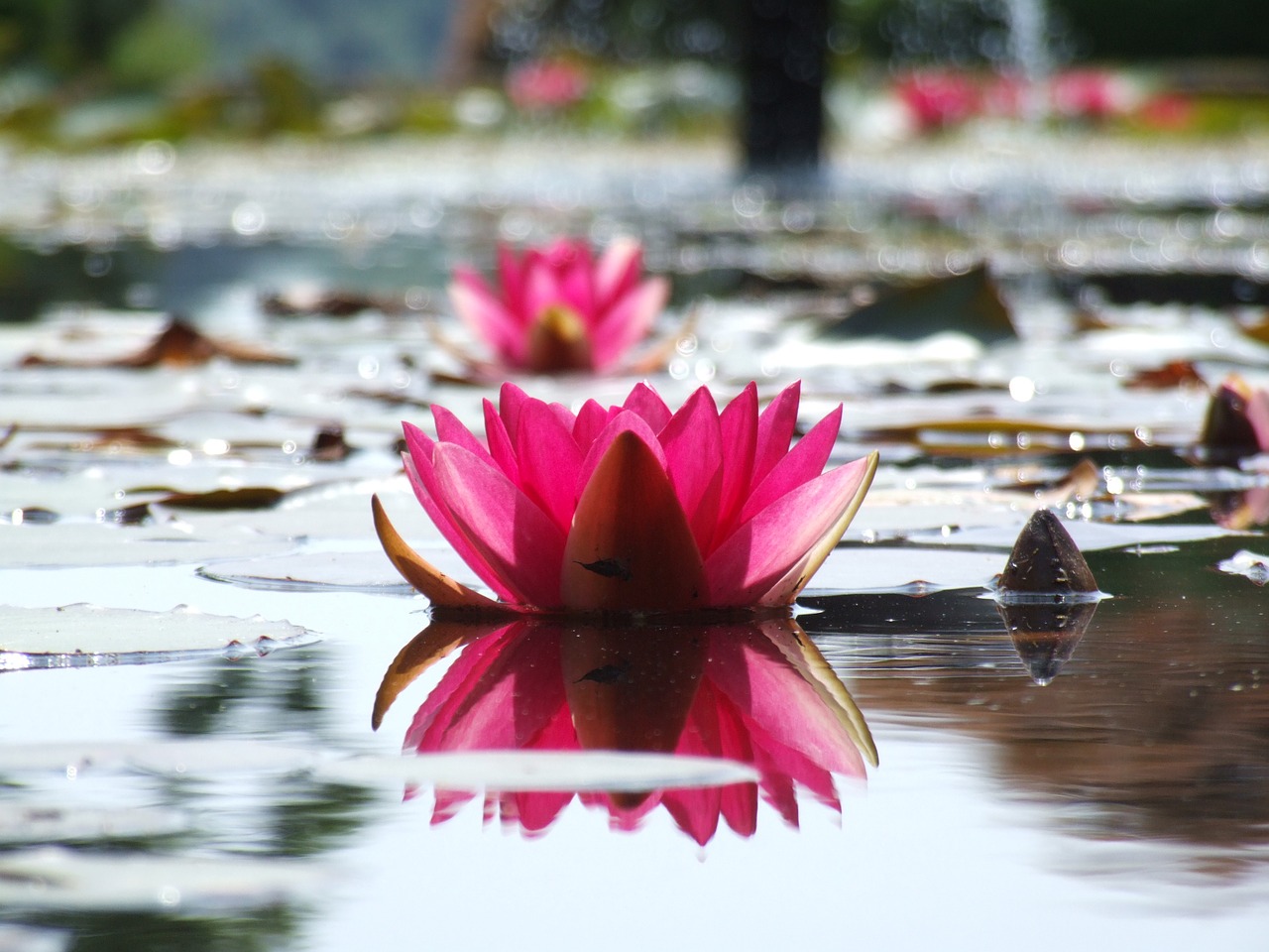 water lilly pond pink free photo