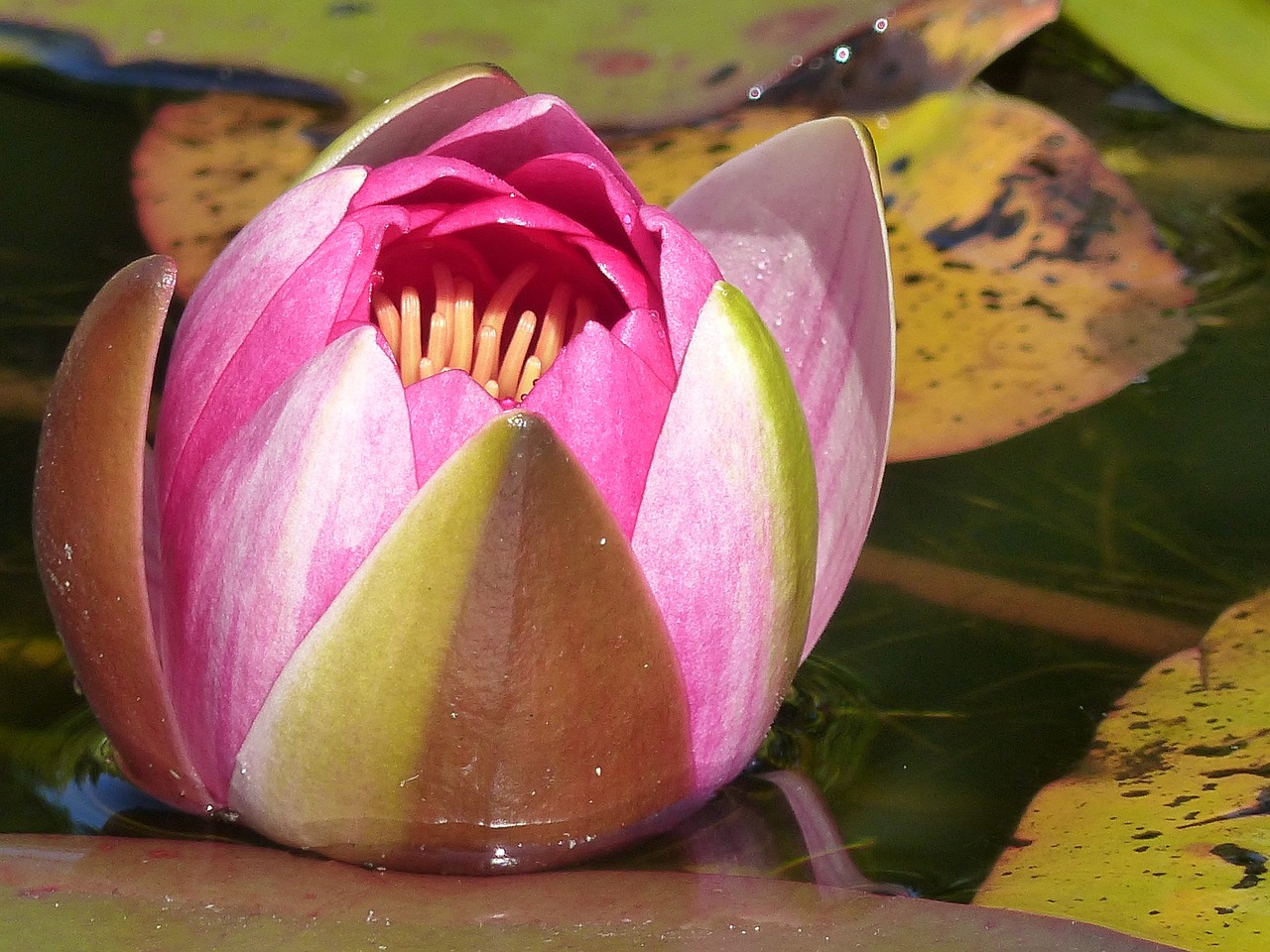 water lily leaf water free photo