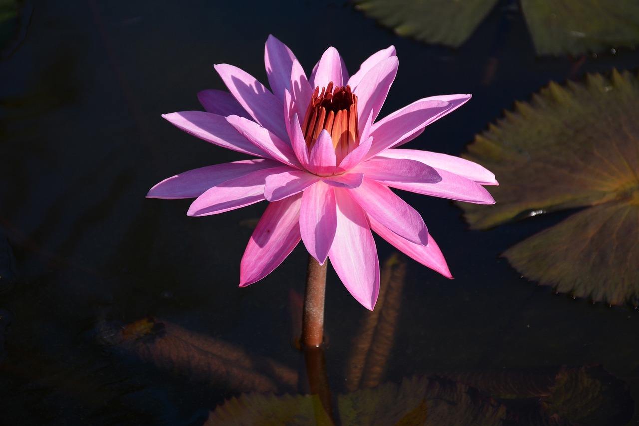 water lily pink nature free photo