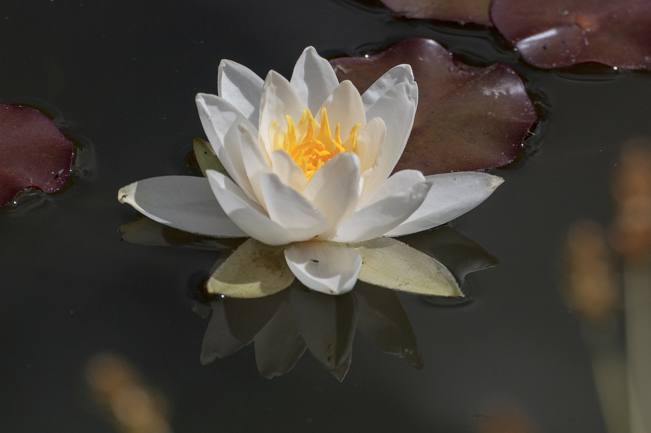 water lily aquatic plant water free photo