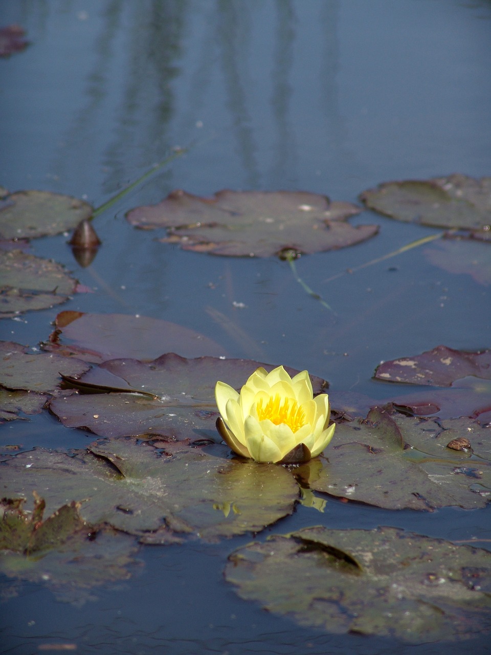 water lily yellow flower nuphar free photo