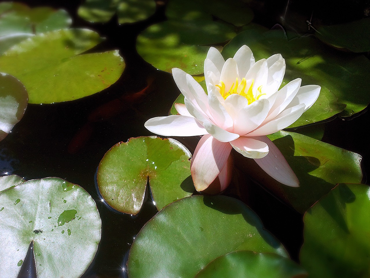 water lily water flower plants free photo