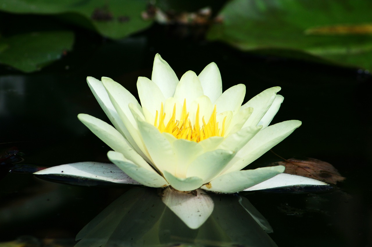 water lily flower plant free photo