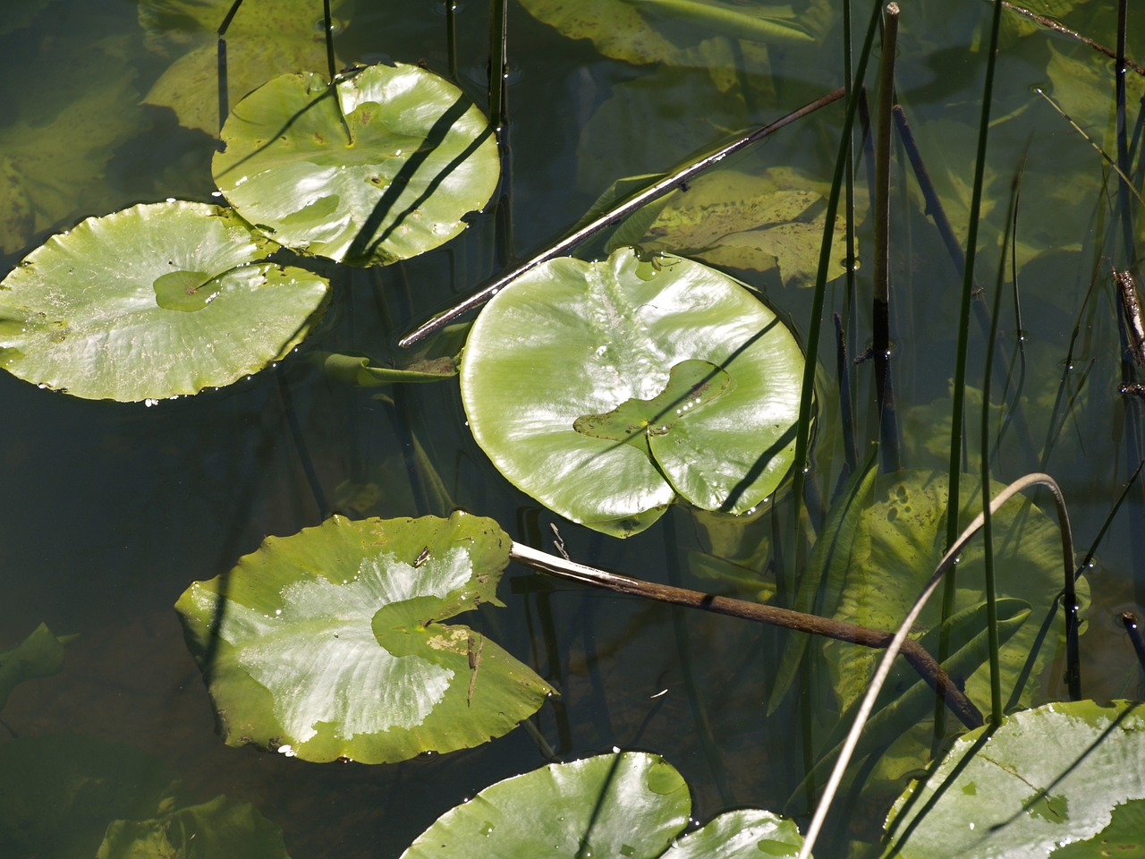 water lily nature plant free photo