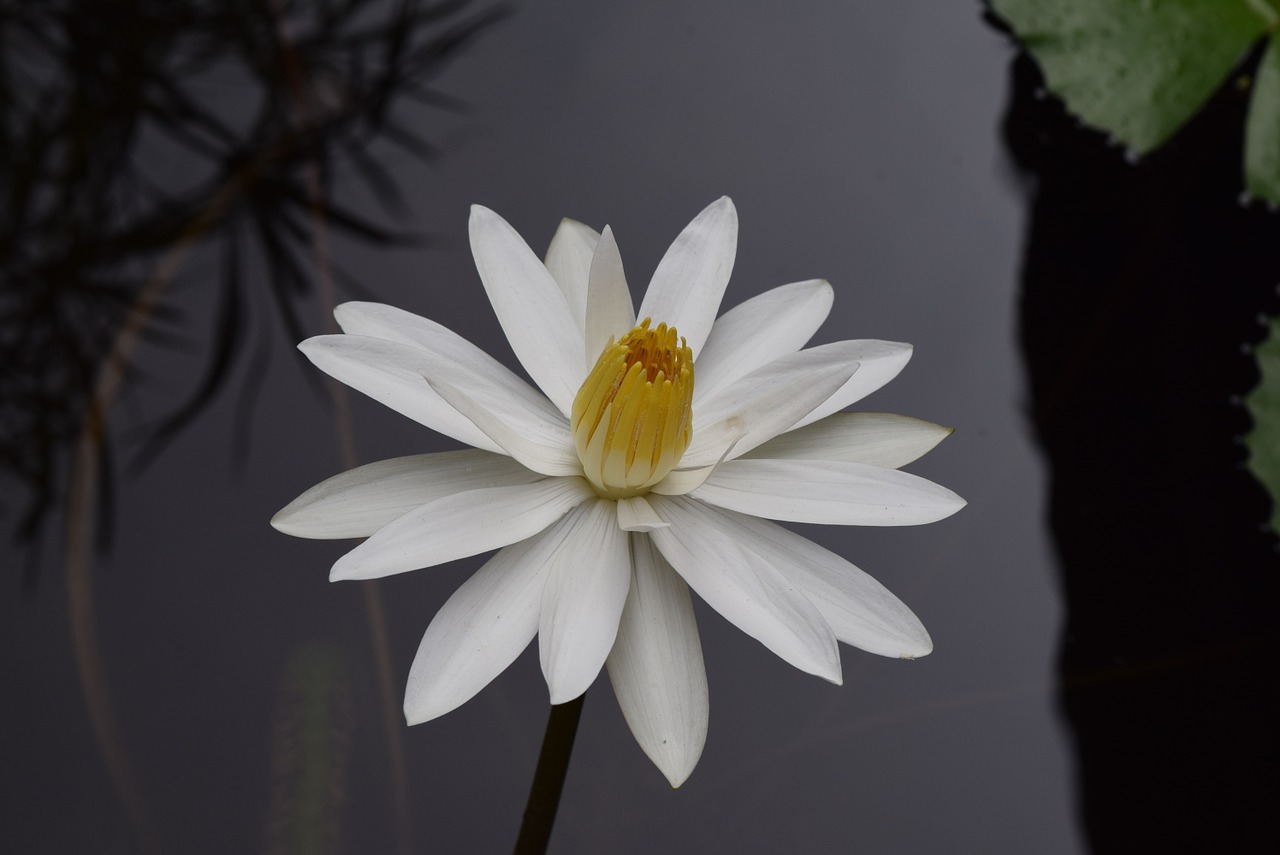 water lily flower nymphaea free photo