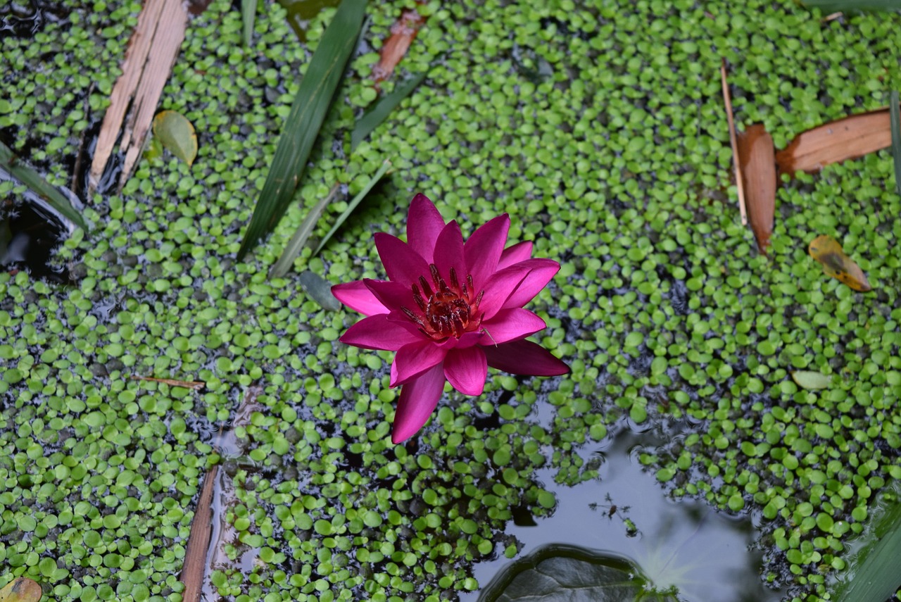 water lily flower nymphaea free photo