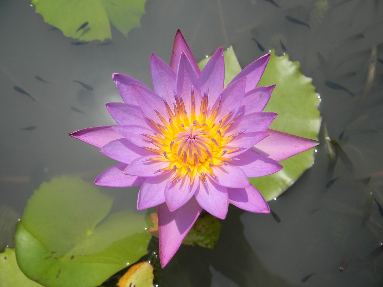 water lily flower nymphaea free photo