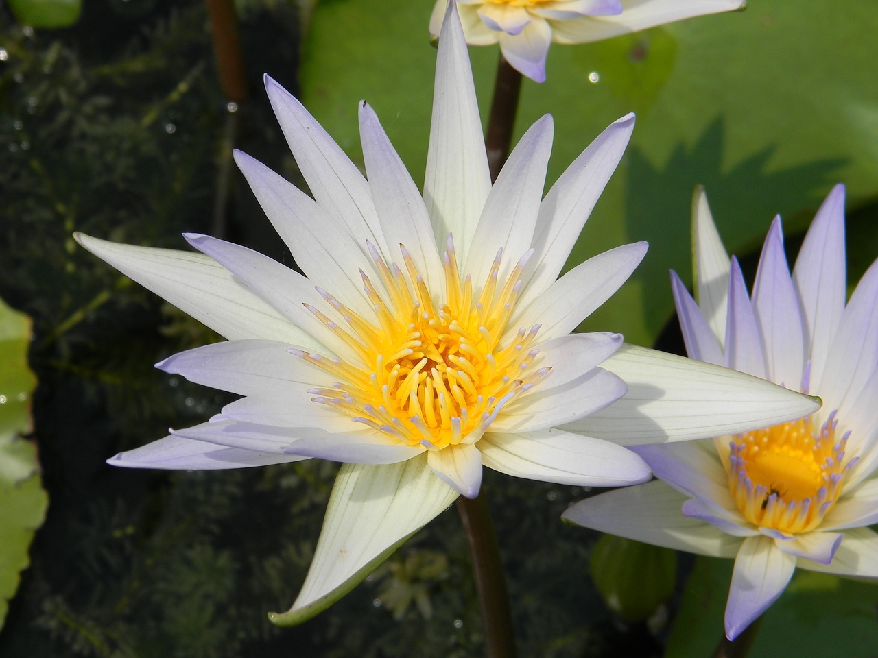 water lily flower nymphaea free photo