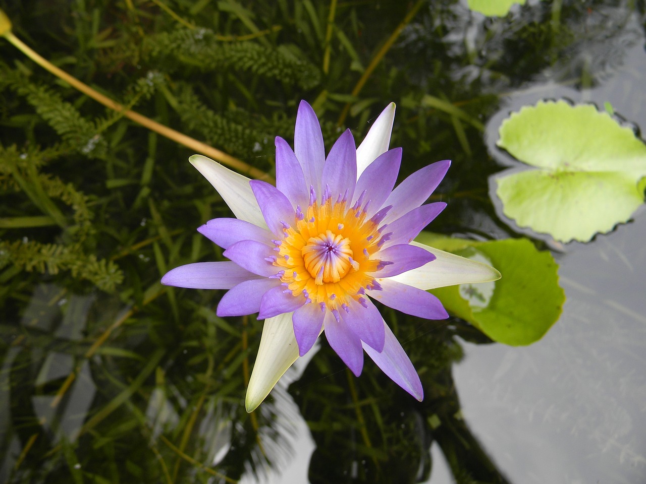 water lily flower nymphaea free photo