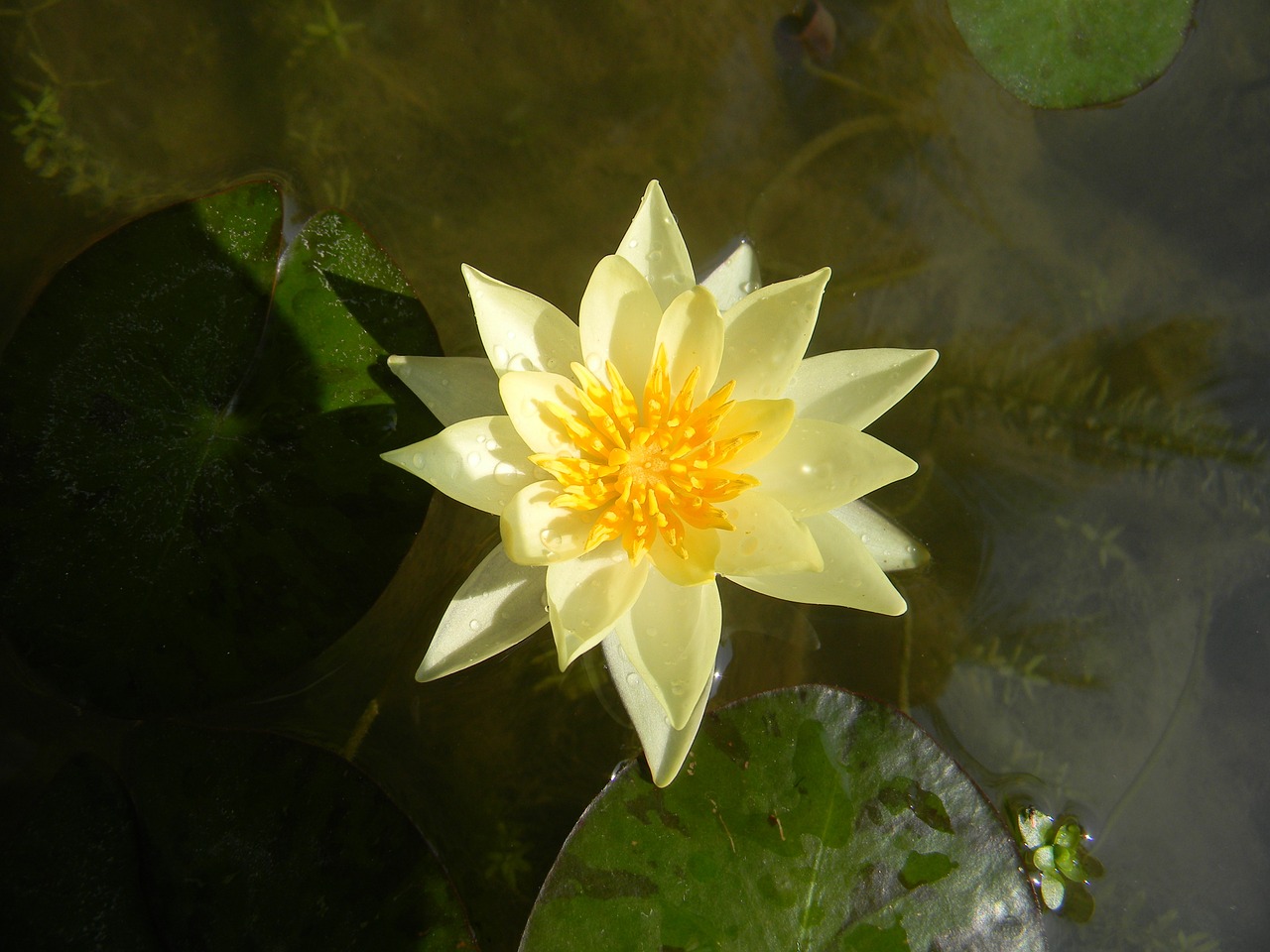 water lily flower nymphaea free photo