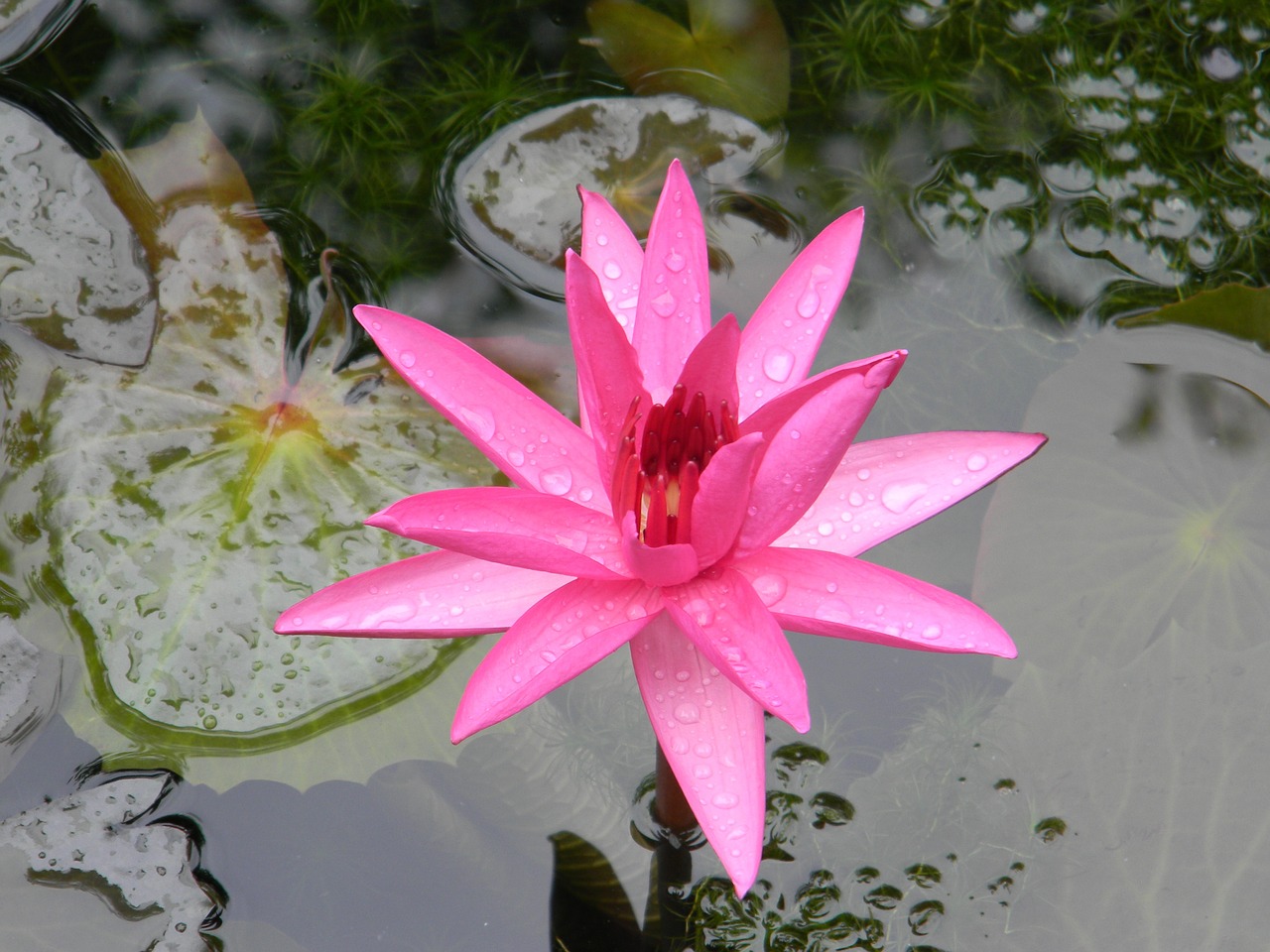 water lily flower nymphaea free photo