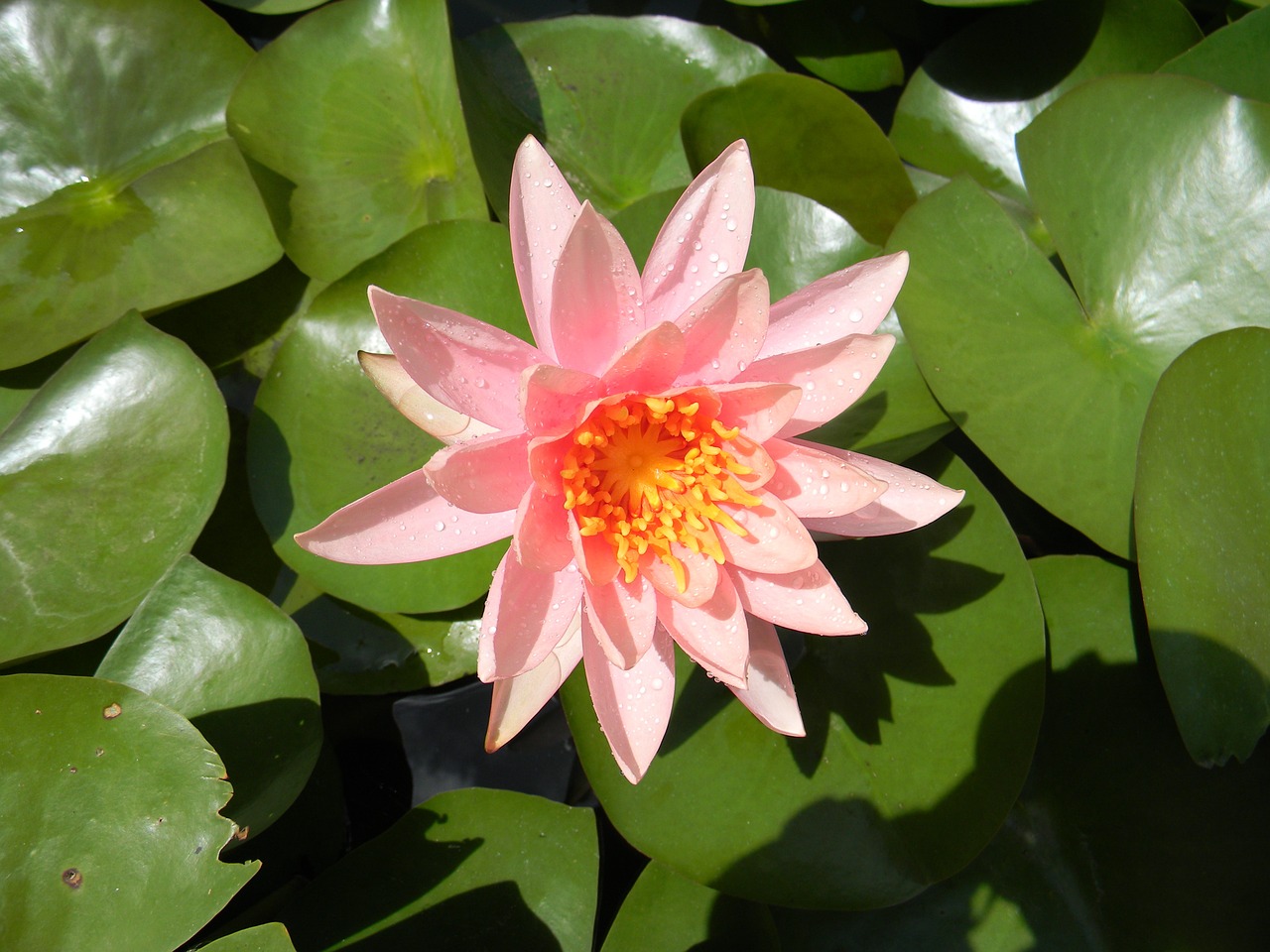 water lily flower nymphaea free photo