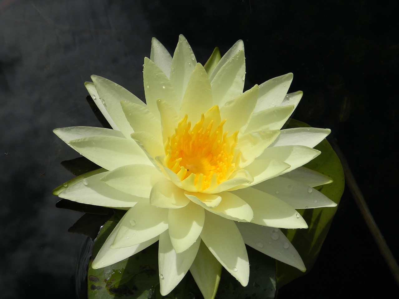 water lily flower nymphaea free photo