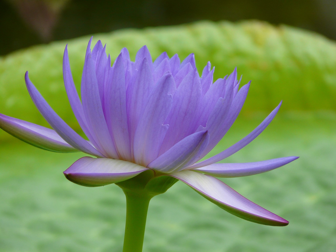 water lily aquatic plant flower free photo