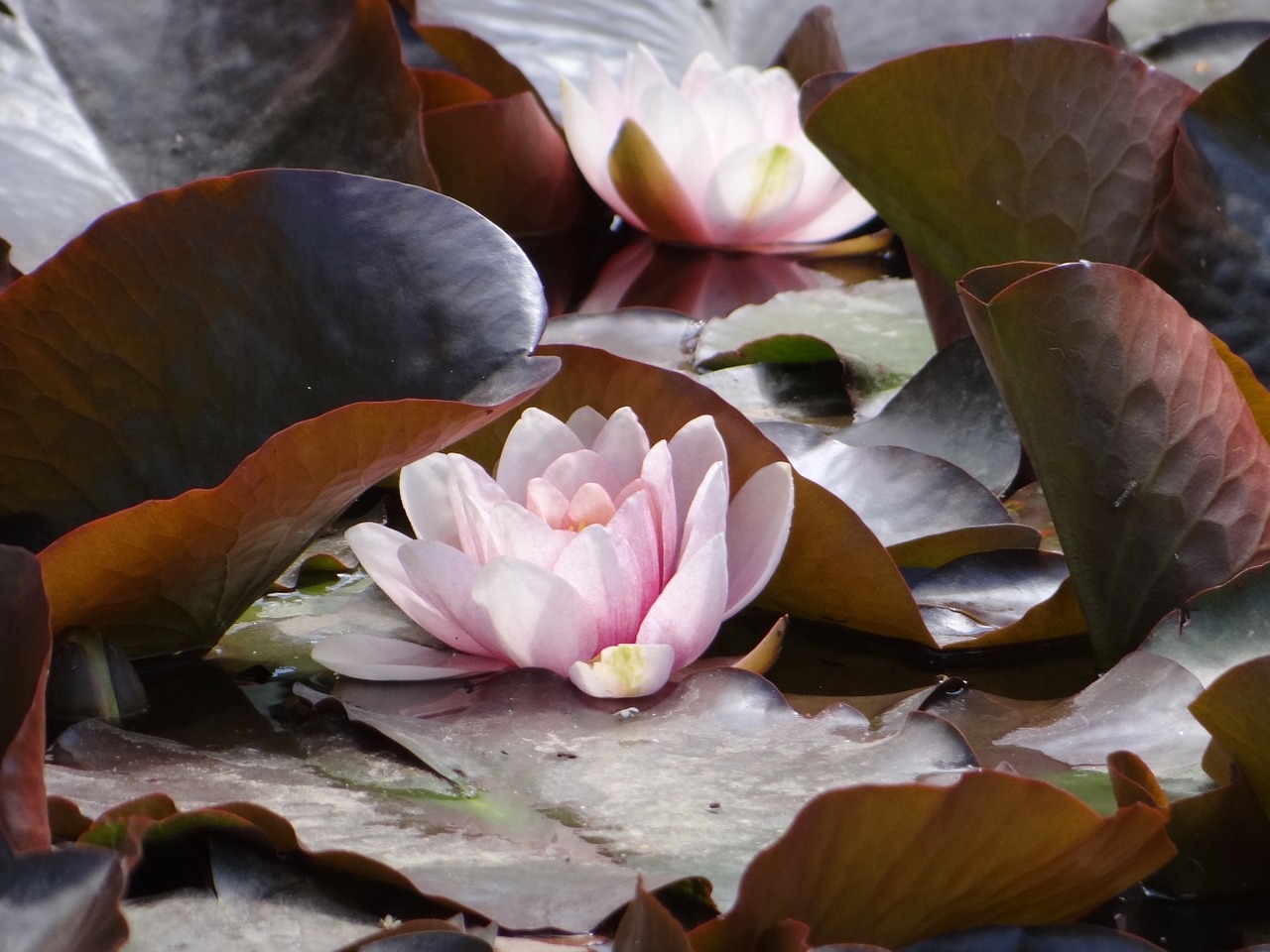 water lily pink jadin free photo