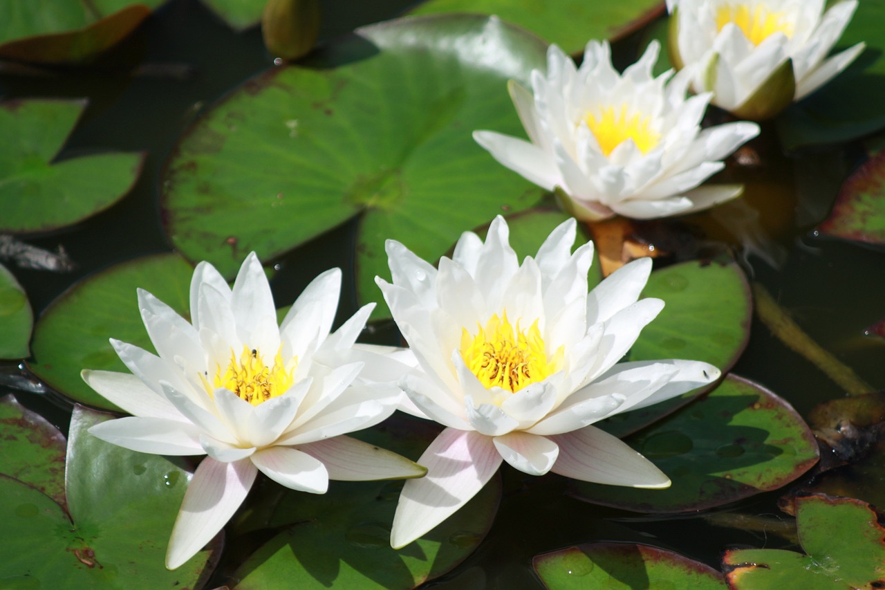 water lily tiszafüred tisza free photo