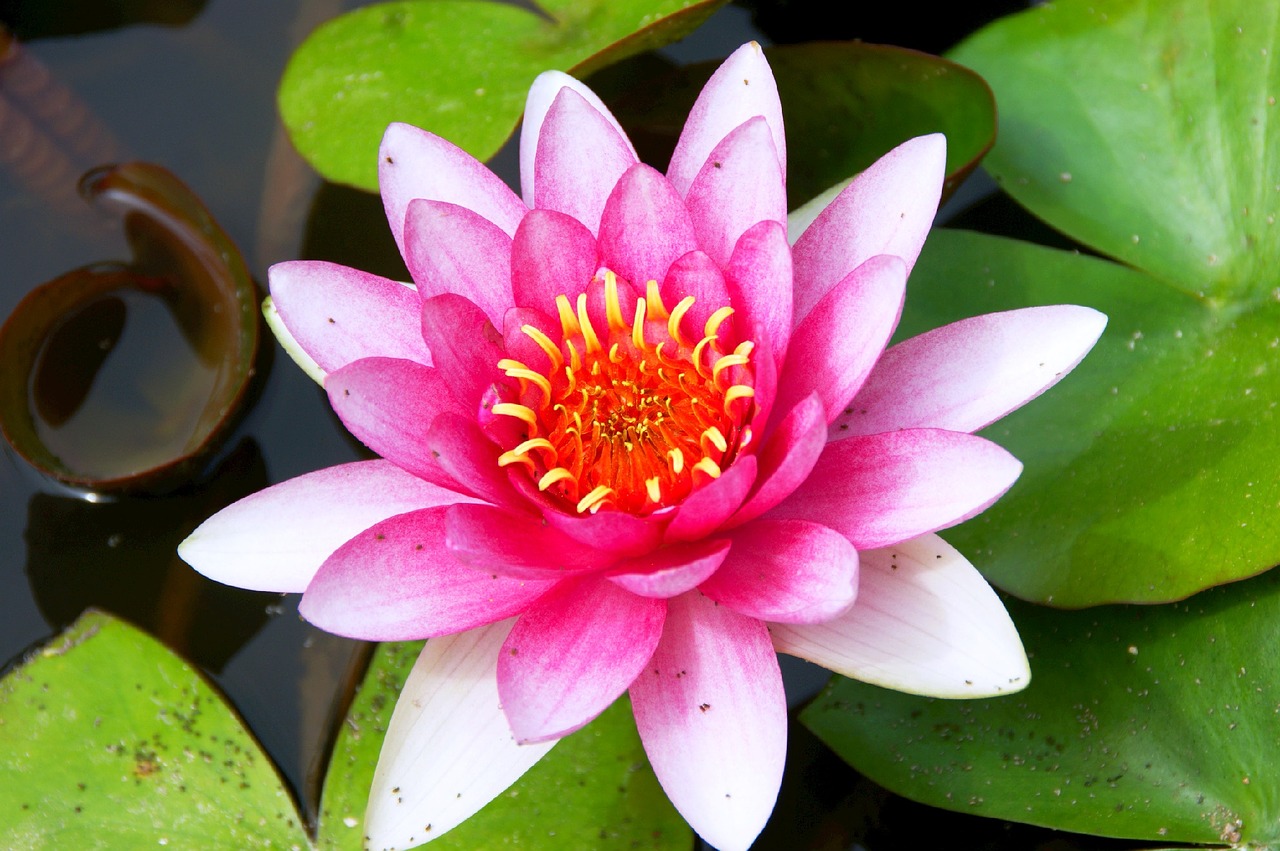 water lily spain pink free photo