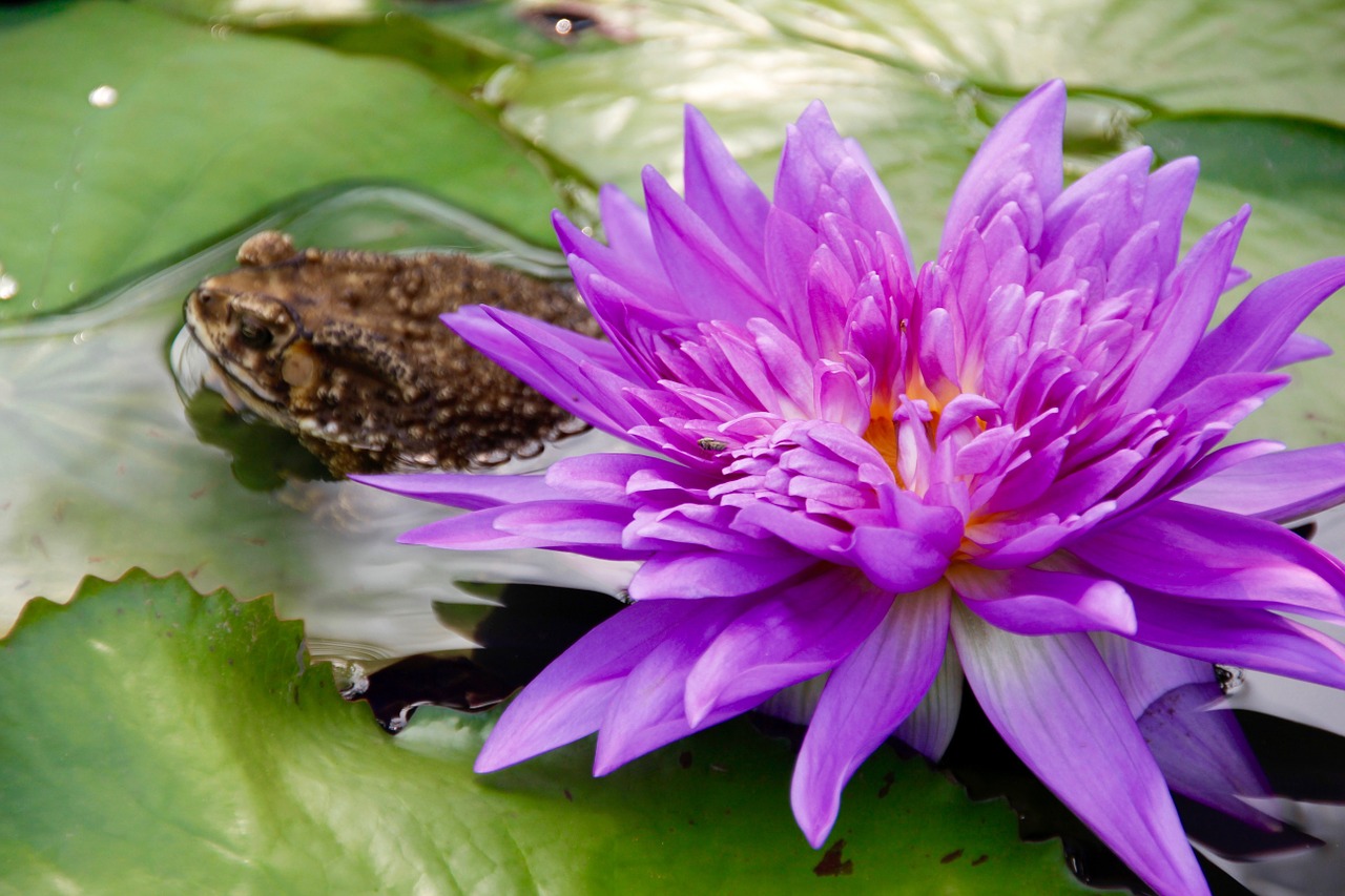 water lily purple blossomed free photo