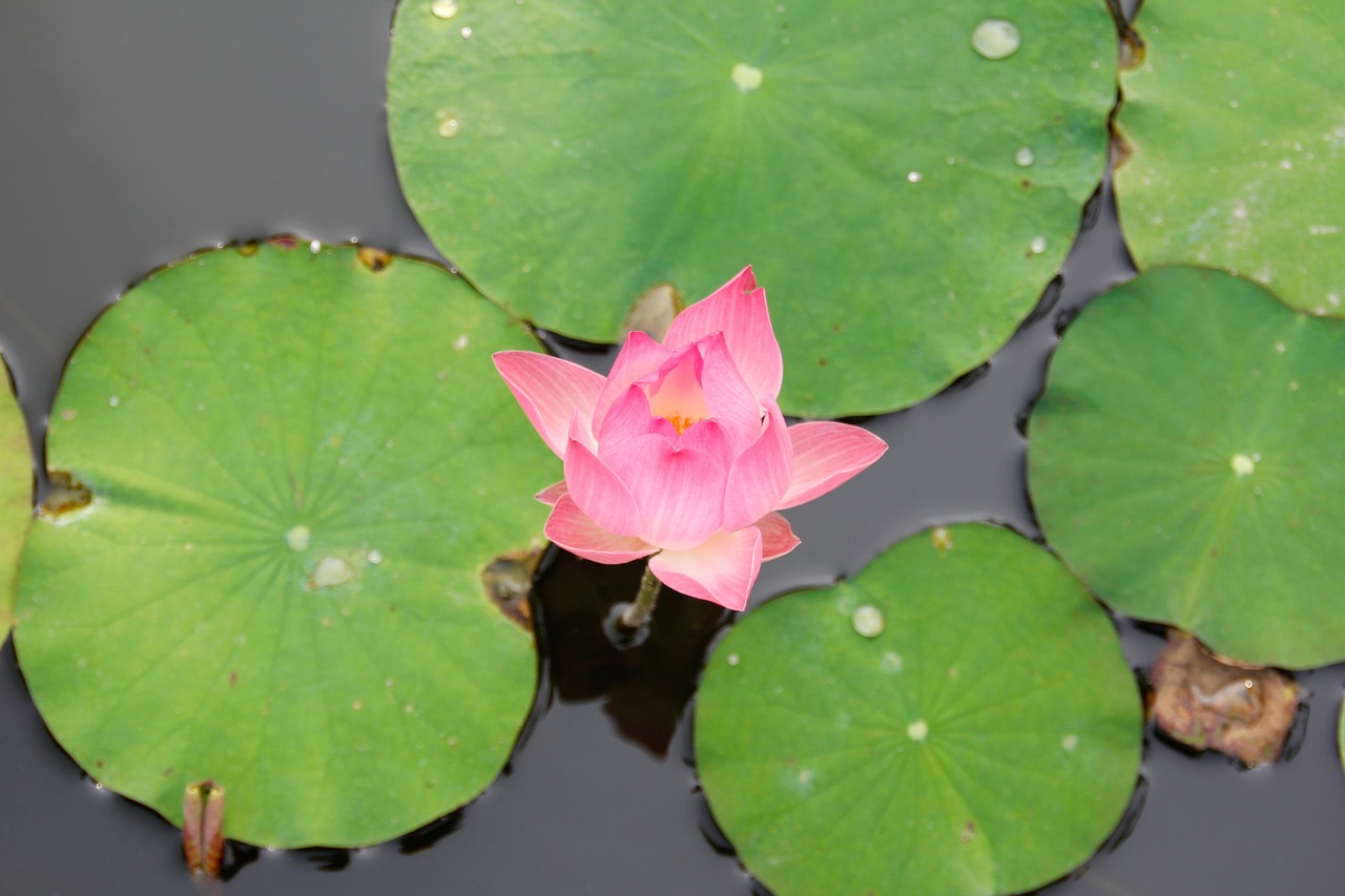 water lily pink blossomed free photo
