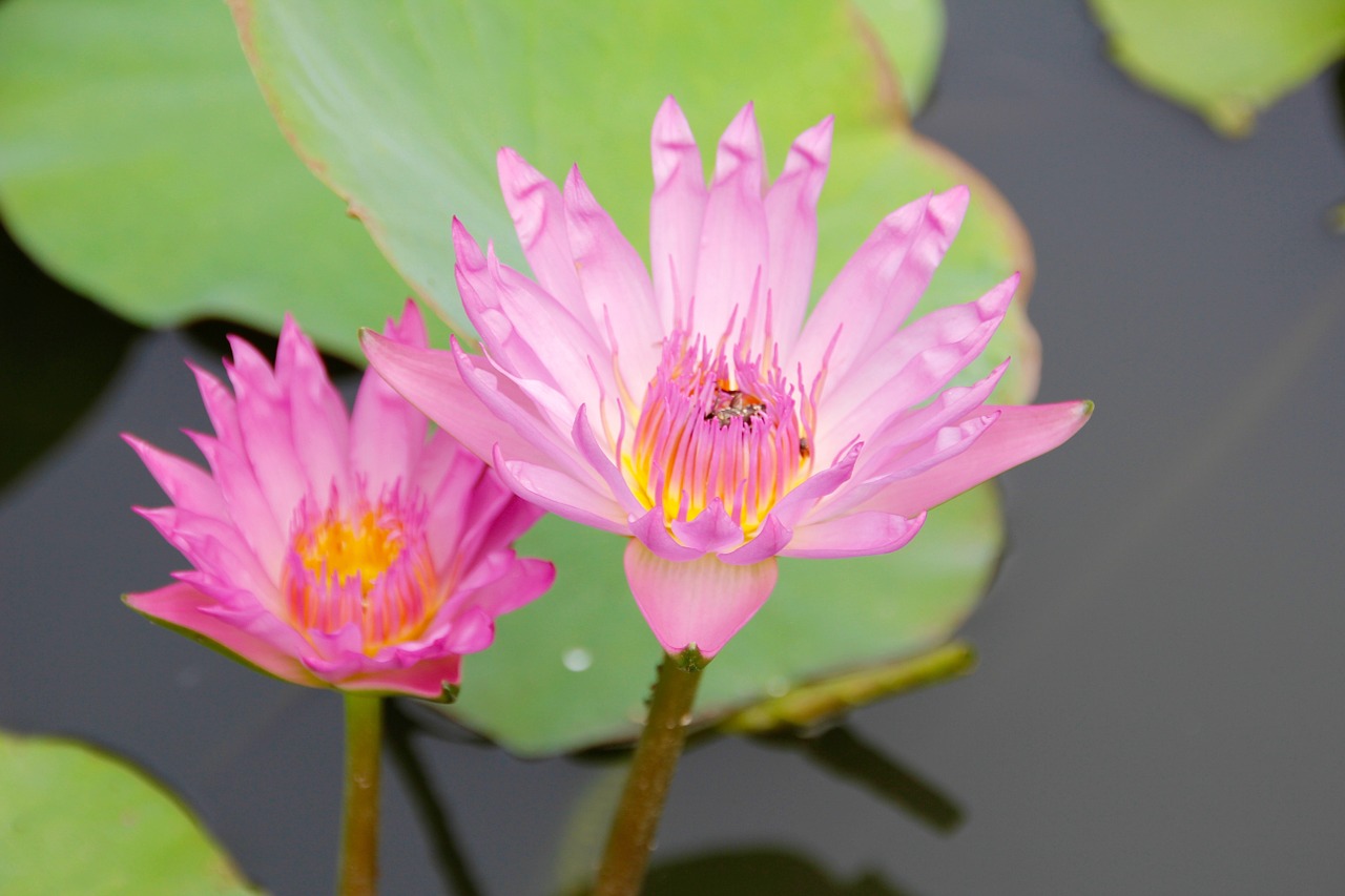 water lily pink blossomed free photo