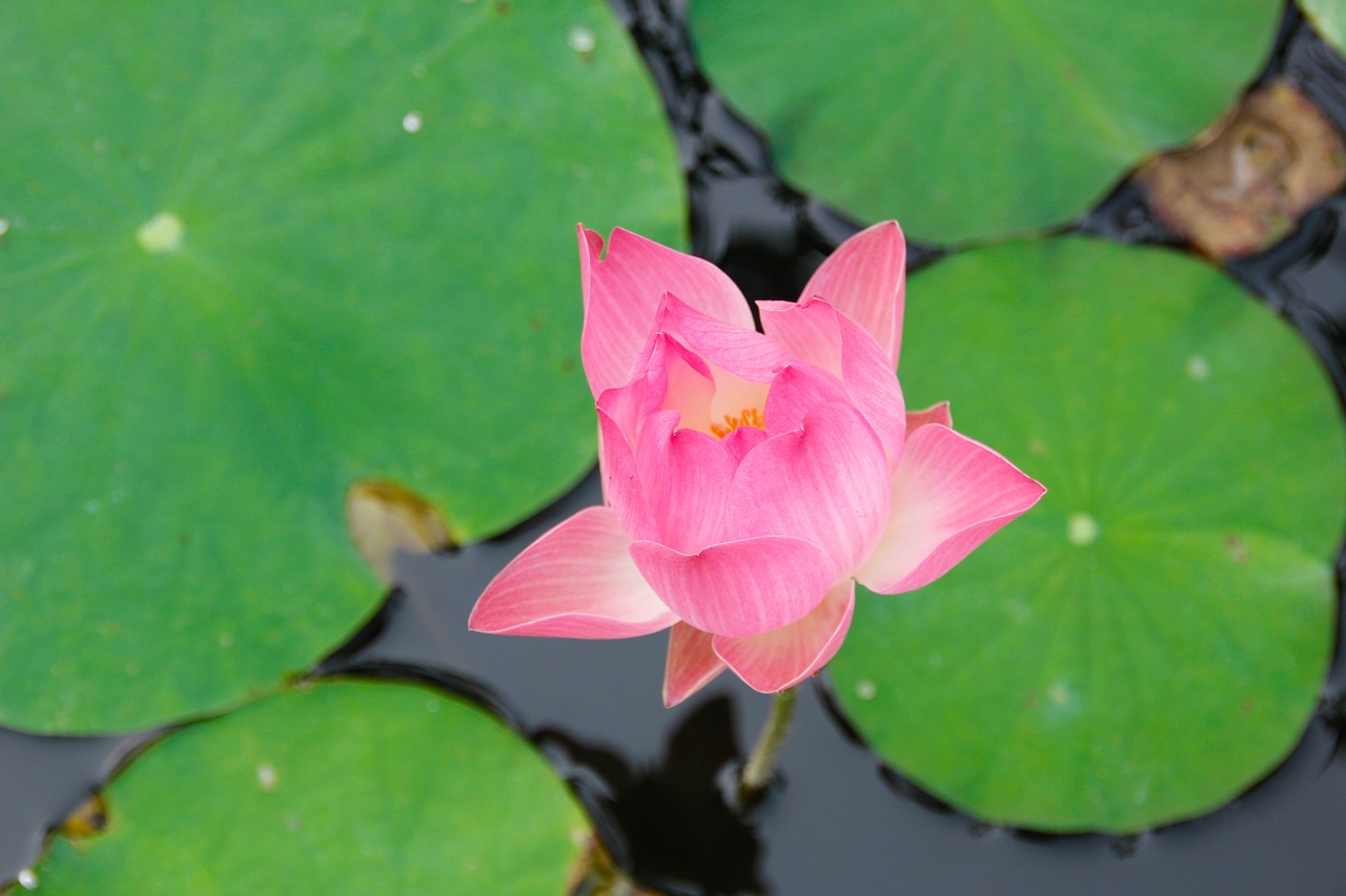 water lily pink blossomed free photo